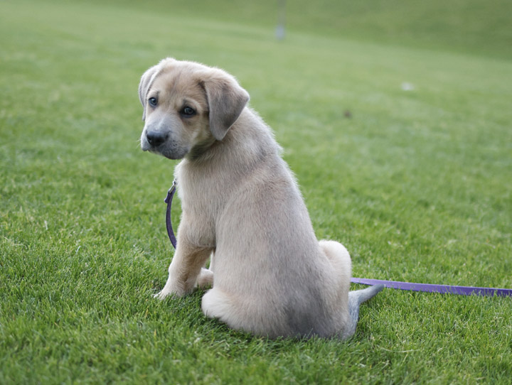 chinook dog